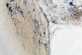 Environmental Consulting for Mold Prevention in Worthington, MN